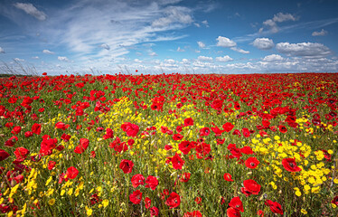 Wonderful poppy field in spring