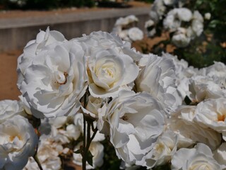 Weiße Rosenblüten