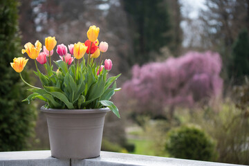 A pot of spring tulip flowers in the park
