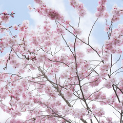 Pink Sakura Japanese cherry blossoming tree on sky background
