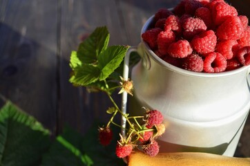 ripe, bright and fragrant raspberries with green leaves in early summer