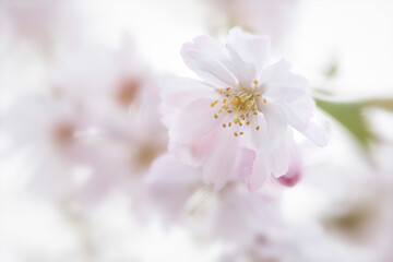 Naklejka na ściany i meble Pink Sakura Japanese cherry blossom macro