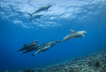 Dolphins underwater
