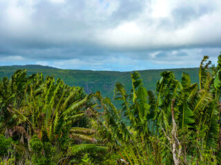 Fototapeta na wymiar Black River Gorges national Park, Mauritius