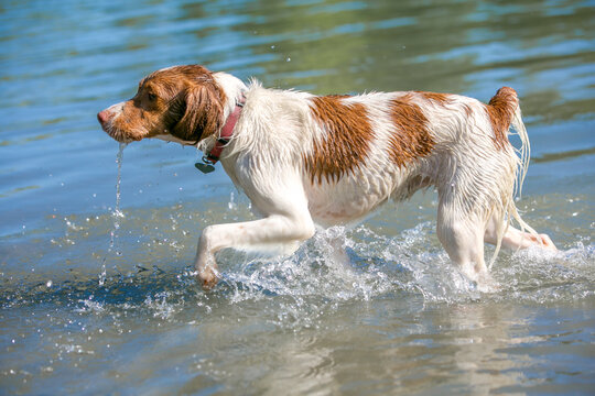 Brittany hunting dog wading through water