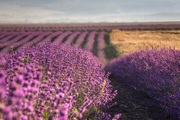 Fototapeta na wymiar A field of wheat and a field of lavender grow next to each other. Magnificent summer landscape. Natural cosmetics, aromatherapy, the concept of agriculture.