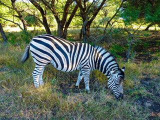 Cascavelle, Mauritius, June 24th, 2014 - Casela World of Adventures nature park, Cascavelle,...