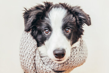 Funny studio portrait of cute smiling puppy dog border collie wearing warm clothes scarf around neck isolated on white background. Winter or autumn portrait of little dog.