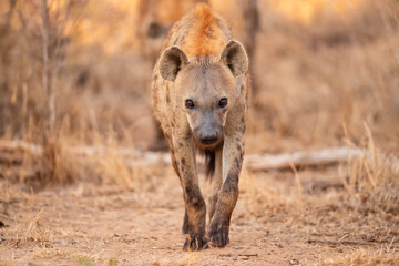 Hyena coming out of the den early in the morning in the warm light of the sunrise in Sabi Sands game reserve in the Greater Kruger Region in South Africa