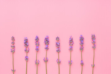 lavender flowers arranged on pink  table . Top view, with copy space for text.
