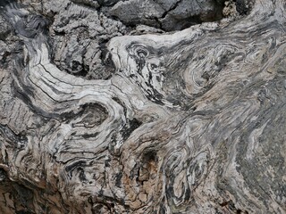 Maserung im Baumstamm