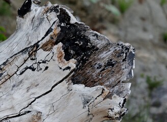 Ausgehöhlter Baumstamm