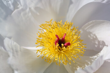 Beautiful flower of peony or paeony with yellow stamens and red pistils between white petals, full frame close-up with copy space