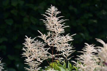 Feathery white flowers of goat's beard or buck's-beard (Aruncus dioicus), perennial plant can be found in moist woodland and is suitable for shady gardens, dark green background with copy space