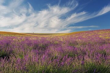 Obraz na płótnie Canvas A field of lavender, and a field of lavender, and a beautiful blue sky with clouds. A magnificent summer landscape with a copy of the space. The image is perfect for decor, Wallpaper, and posters.