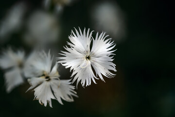 White flower of Dianthus arenarius against a dark background with copy space, close-up, selected focus, very narrow depth of field