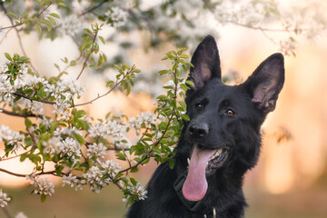 Portrait of german shepherd dog in white flowers