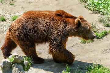 Big brown bear in the zoo. © nedomacki