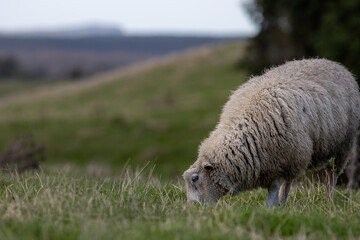 white ewe eating © Rachel