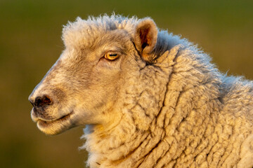 white ewe close up