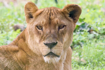 A lioness in a zoo
