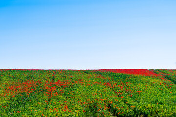 Spring poppies in a field of green