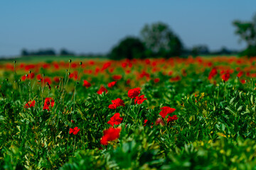 Spring poppies in a field of green