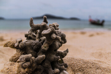 Rafa koralowa wyrzucona na brzeg oceanu. © Agata