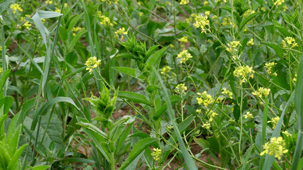 green field. beautiful green landscape