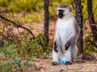 Vervet monkey in South Africa in Kruger National Park