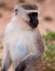 Vervet monkey in South Africa in Kruger National Park