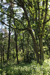 Fototapeta premium trees in the forest