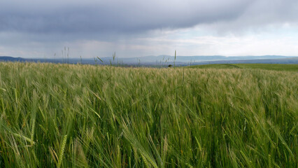 green wheat field. beautiful green landscape.