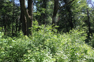 green tree in the park