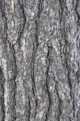bark of a tree