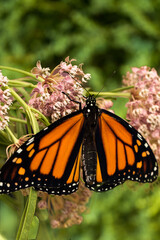 A monarch butterfly on their favorite flower, a milkweed.
