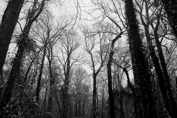 Fototapeta na wymiar winter in forest