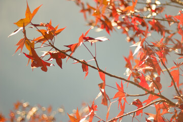 tree branches with red and orange leaves in autumn