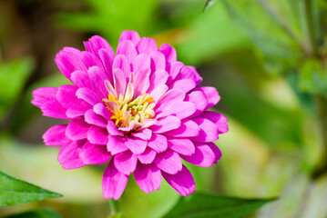 pink dahlia flower