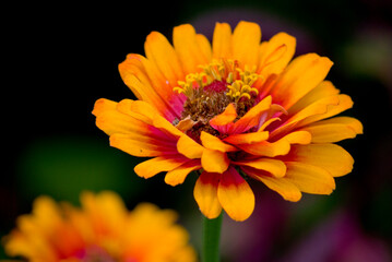 orange dahlia flower