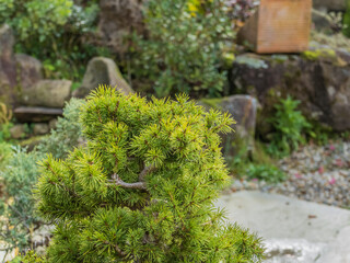 Fototapeta na wymiar pine bonsai Pinaceae tree in a gravel garden ..