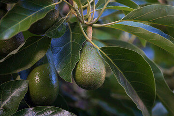 Avocados growing on an organic avocado tree