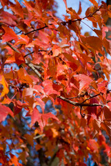 red autumn leaves