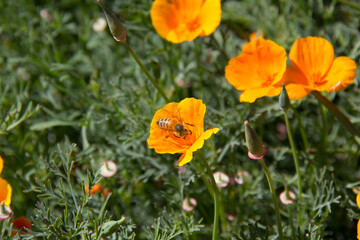 bee on poppy flowers in the field
