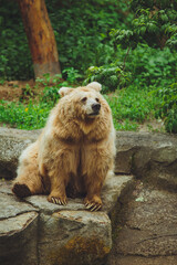 Brown bear in the forest. Big brown bear. The bear is sitting on a rock.