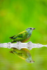 Tangara coroninegra