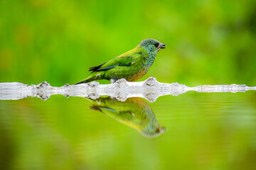 Tangara coroninegra © Migue