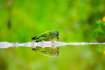 Tangara coroninegra © Migue