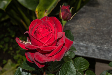 Libre d'un rose fuchsia sur fond de feuillage naturel vert foncé