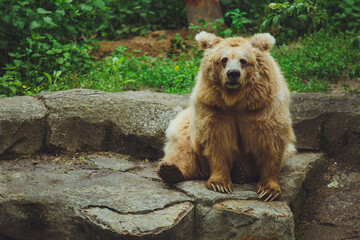 Brown bear in the forest. Big brown bear. The bear is sitting on a rock.